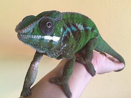 Picasso the Panther Chameleon